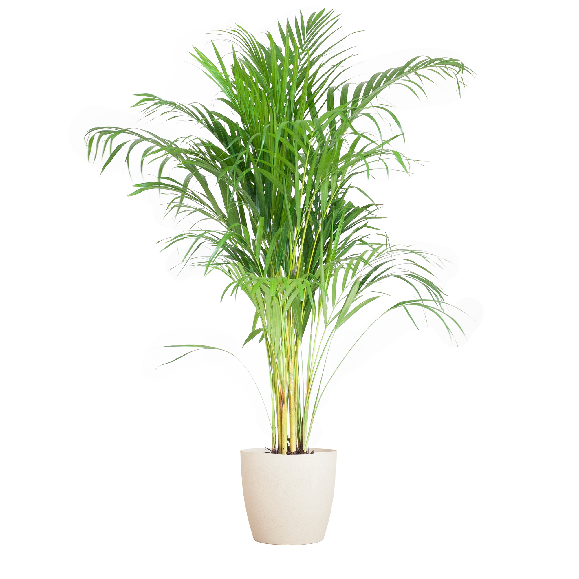 Areca Palm (Dypsis) met Viber wit - 100cm - Ø21