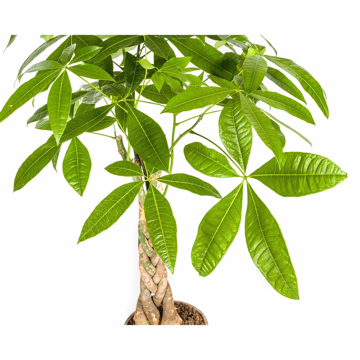 Pachira Aquatica met mand Ø21cm - ↕90 - 110cm