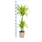 Dracaena Deremensis Lemon Lime met mand Ø21cm - ↕90 - 110cm