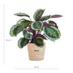 Luchtzuiverende combi