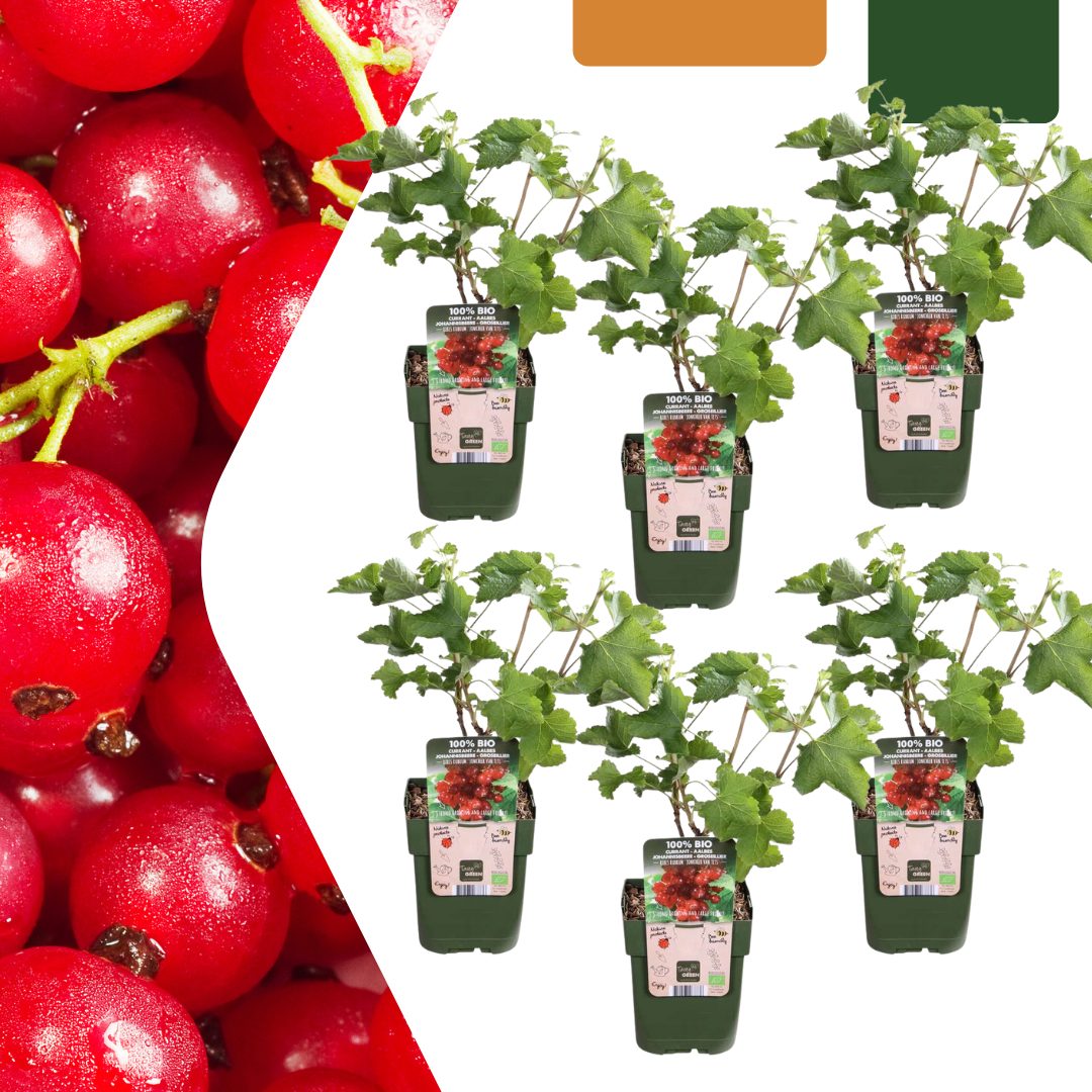 6 x Bio Stachelbeerpflanzen - Ø 13 cm - ↨ 20 cm
