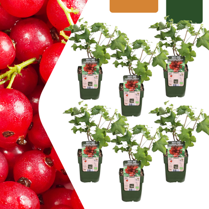 6 x Bio Stachelbeerpflanzen - Ø 13 cm - ↨ 20 cm