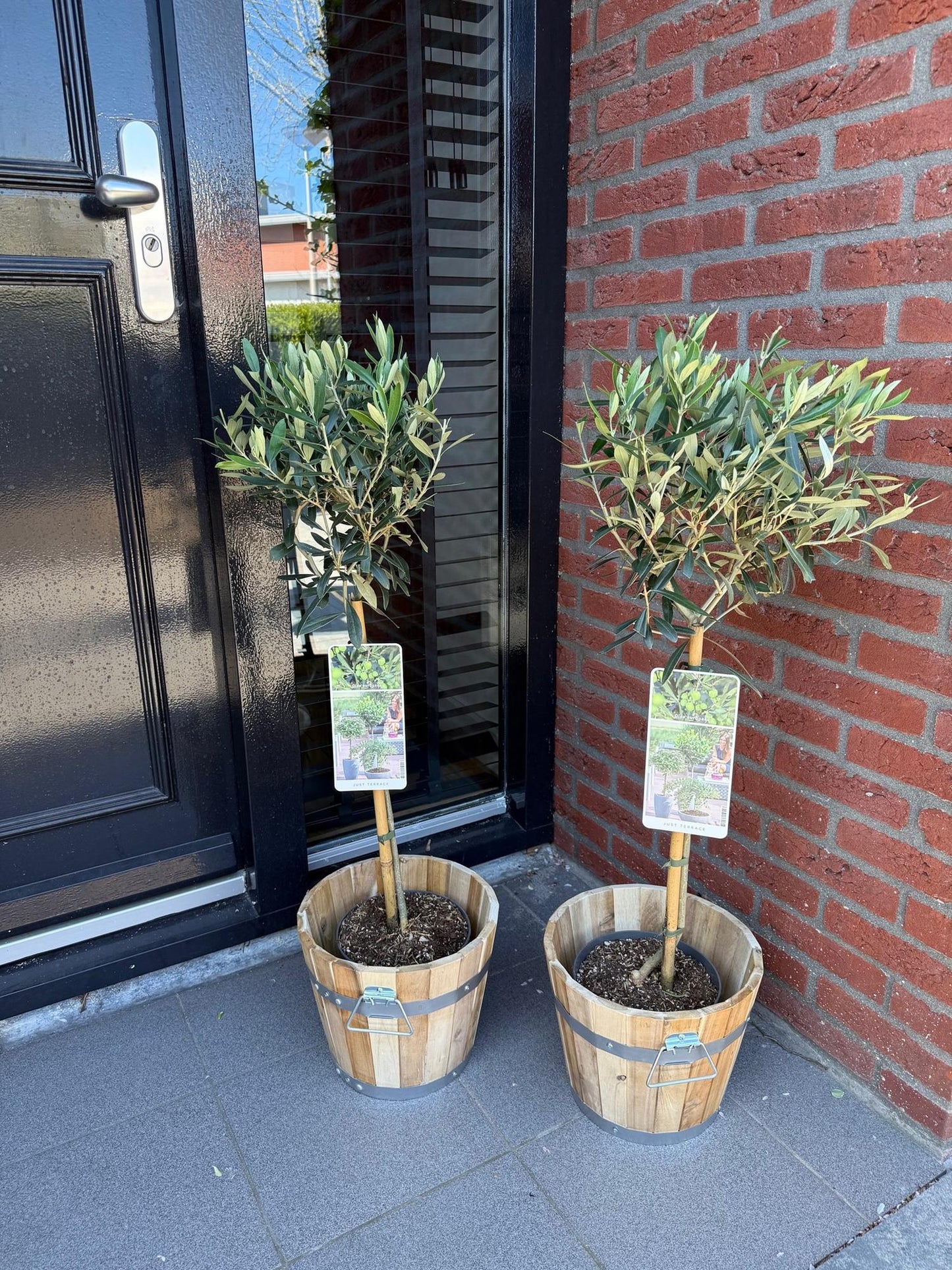 Green boutiQ – Gartenpflanze – Olea Europaea – Pflanze auf Stamm – Terrassenpflanze – Immergrün – Pflegeleicht – Topf 19 cm, Höhe 90 cm