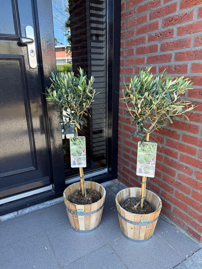 Green boutiQ – Gartenpflanze – Olea Europaea – Pflanze auf Stamm – Terrassenpflanze – Immergrün – Pflegeleicht – Topf 19 cm, Höhe 90 cm