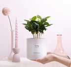 Coffea Arabica Gift "To Hug" WITH GREETING CARD! - Ø12cm - ↕20cm