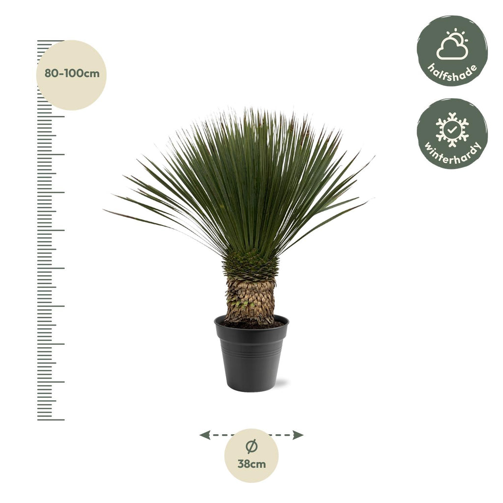 Yucca Rostrata - 80 - 100cm- Ø38