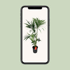 Howea Forsteriana - Ø24cm - ↕130cm