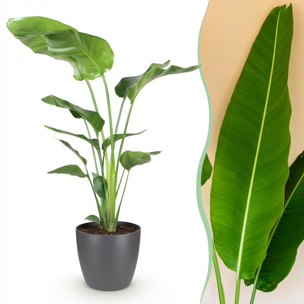 Green BoutiQ - Kamerplanten - Strelitzia Nicolai - Paradijsvogelbloem - Weinig onderhoud - Groen - 1 Plant - met Potter Grijs - Pot 21cm - Hoogte 110-120cm