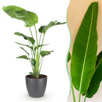 Green BoutiQ - Kamerplanten - Strelitzia Nicolai - Paradijsvogelbloem - Weinig onderhoud - Groen - 1 Plant - met Potter Grijs - Pot 21cm - Hoogte 110-120cm