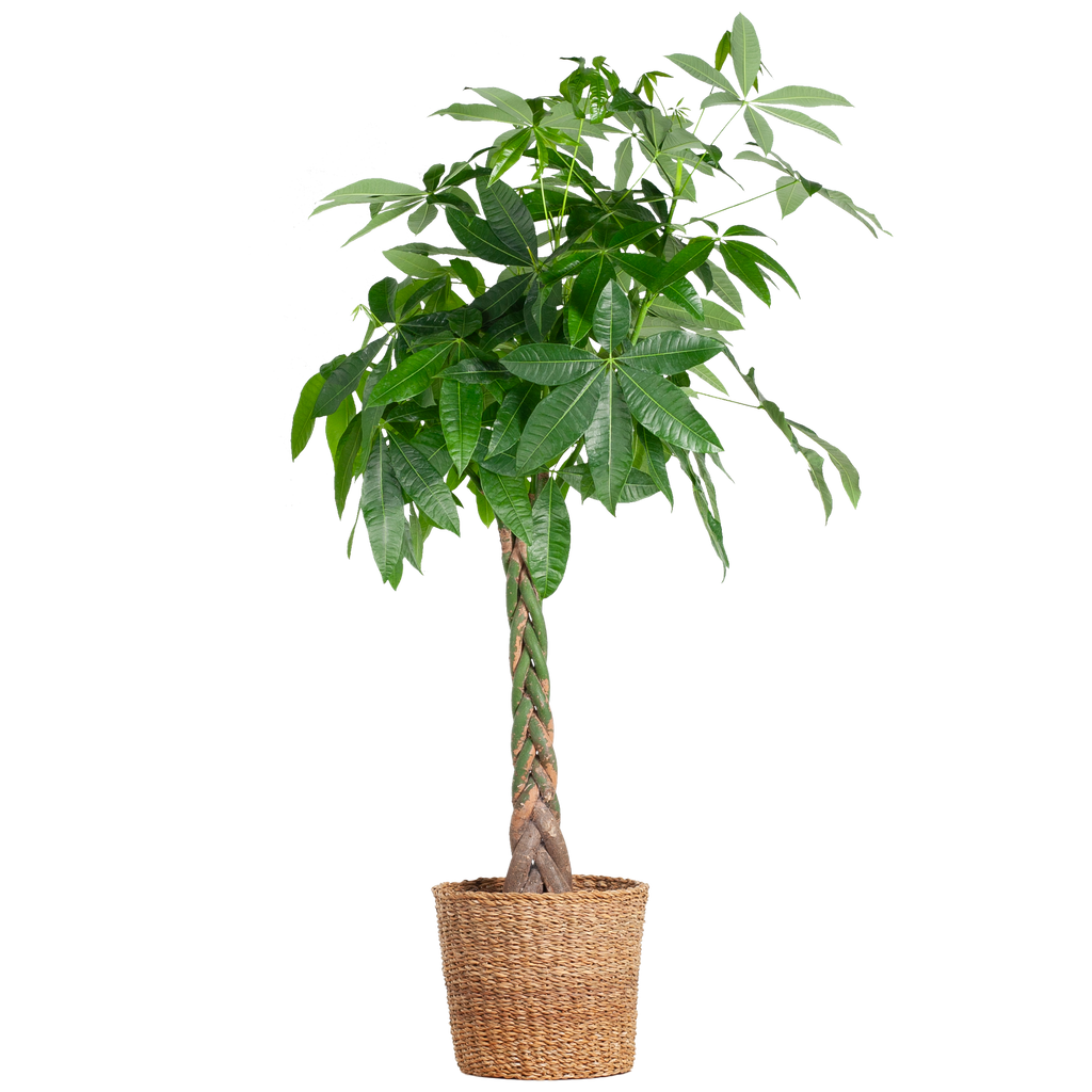 Pachira Aquatica XL met Torun mand - 140cm - Ø24