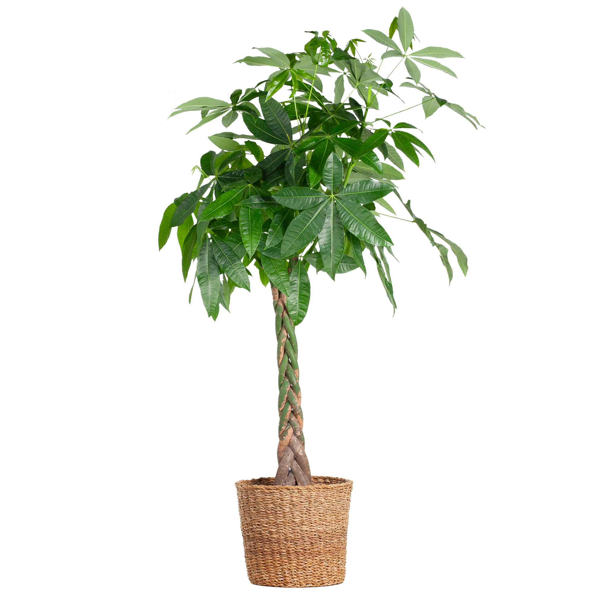 Pachira Aquatica XL met Torun mand - 140cm - Ø24