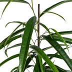 Ficus Binnendijkii Alii Ø17cm - ↕60 - 80cm