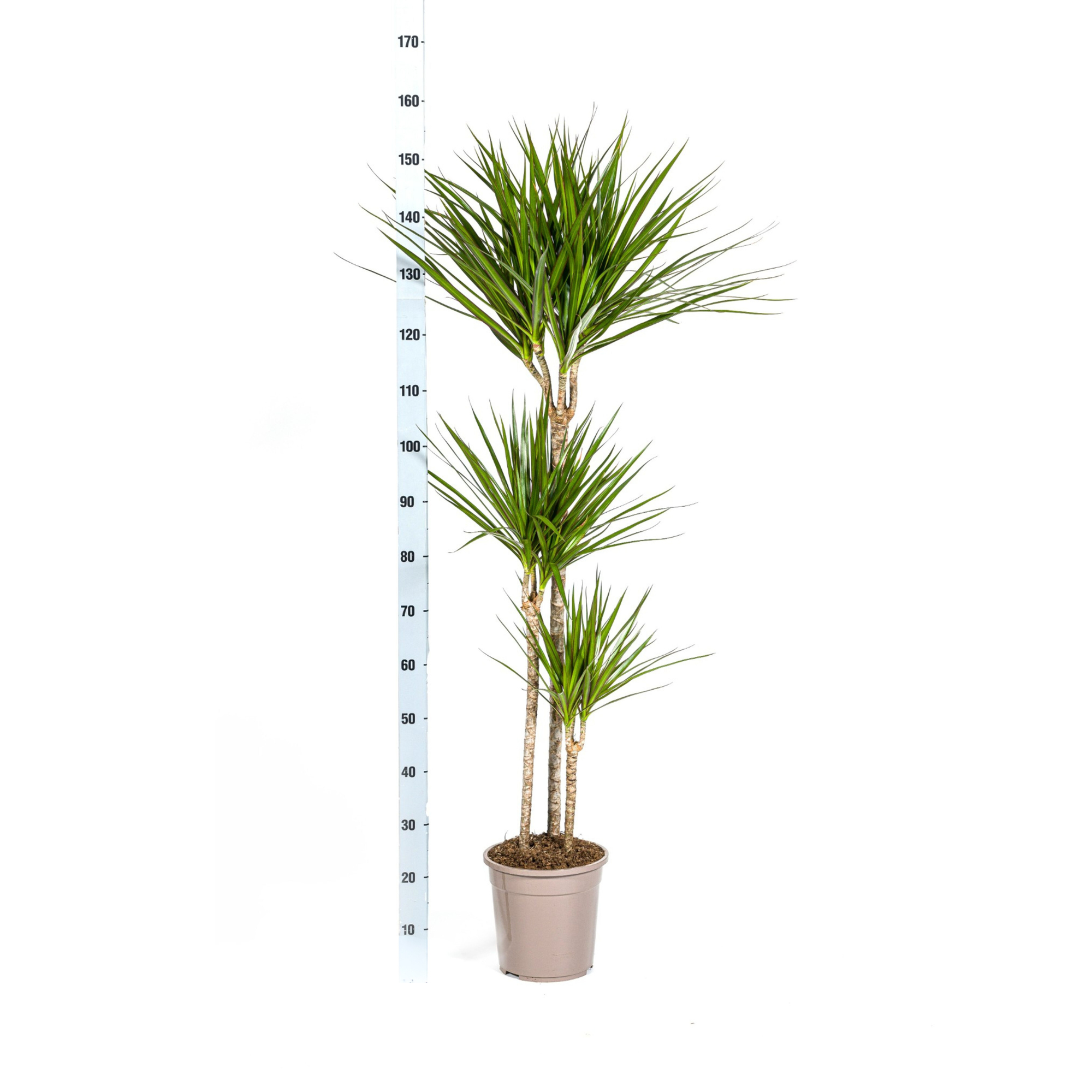 Dracaena Marginata Green met mand Ø24cm - ↕130 - 150cm