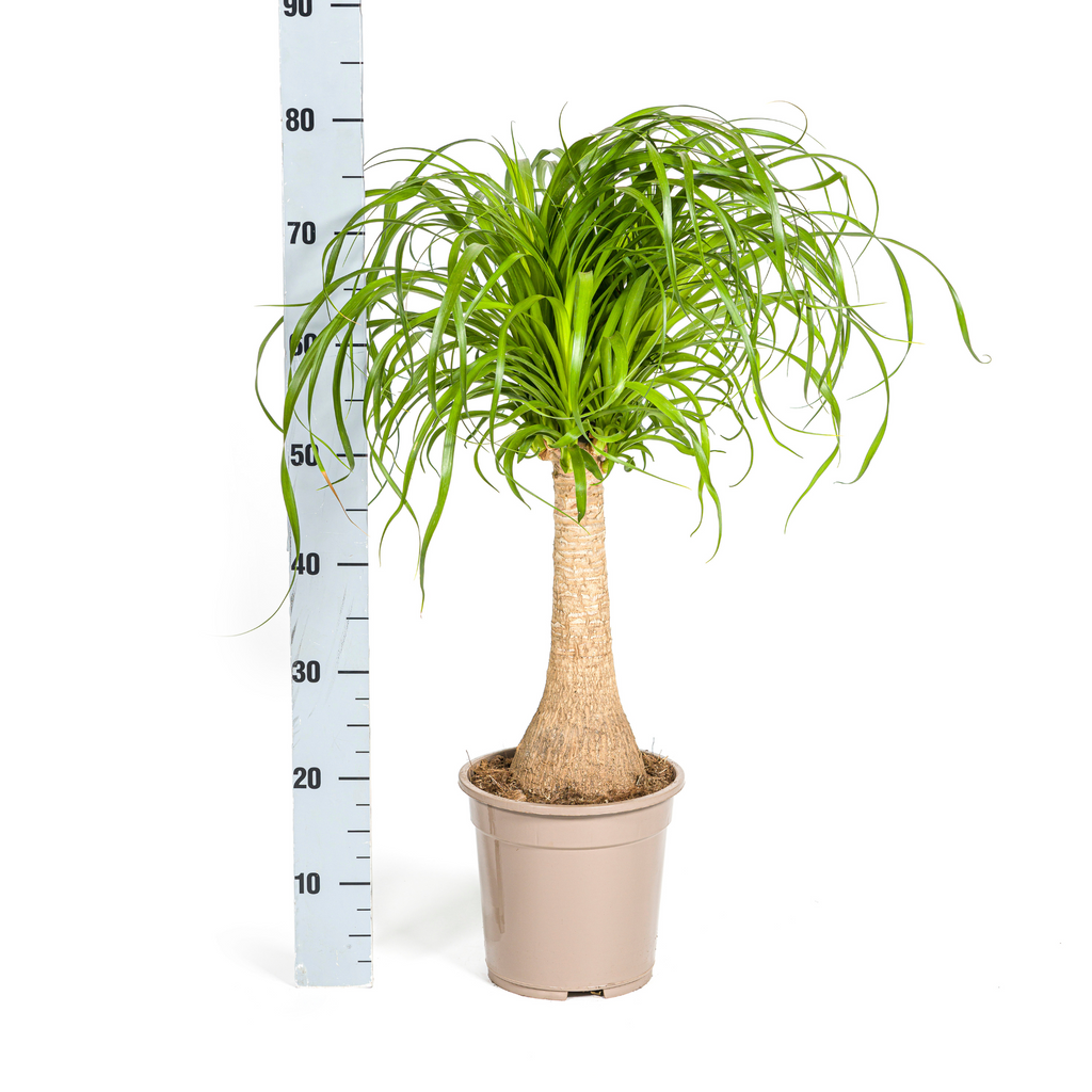 Beaucarnea Recurvata Stam met mand Ø21cm - ↕60 - 80cm
