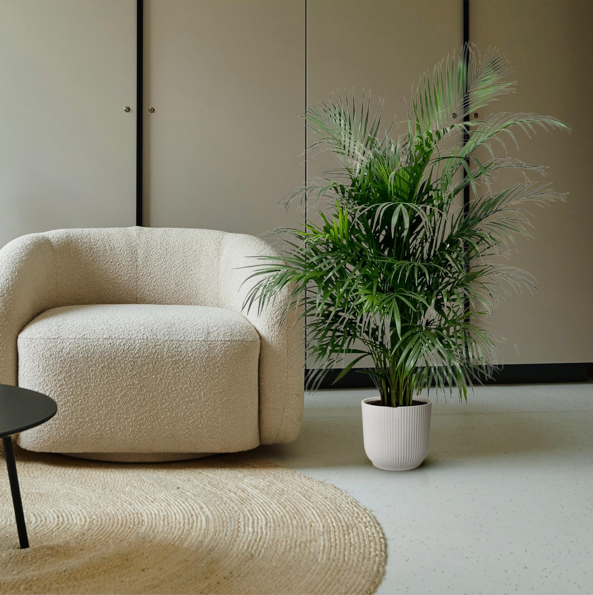 Dypsis Lutescens (Areca palm) 140 cm - ø21-24