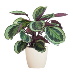Calathea Medaillon met Viber wit - 65cm - Ø19