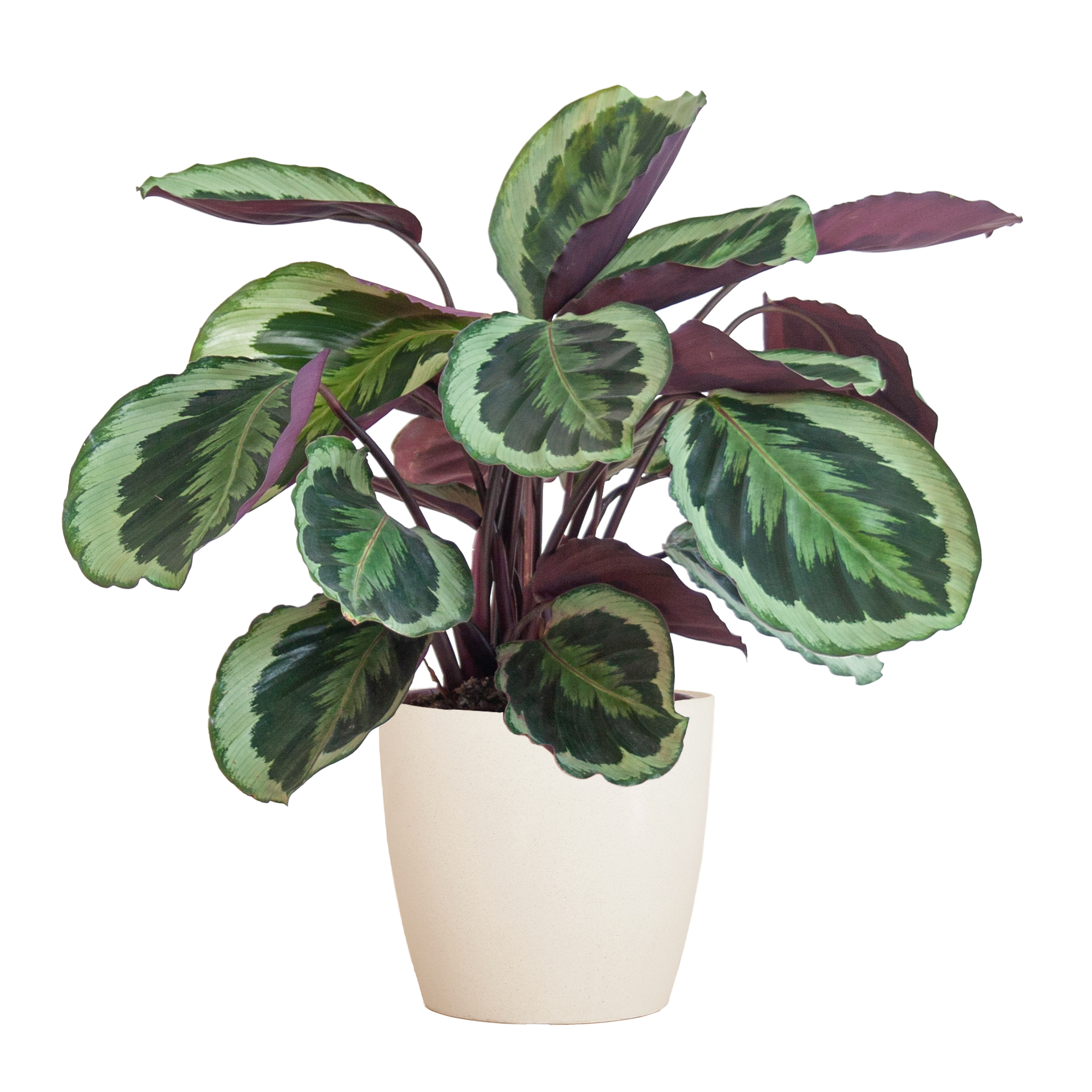 Calathea Medaillon met Viber wit - 65cm - Ø19