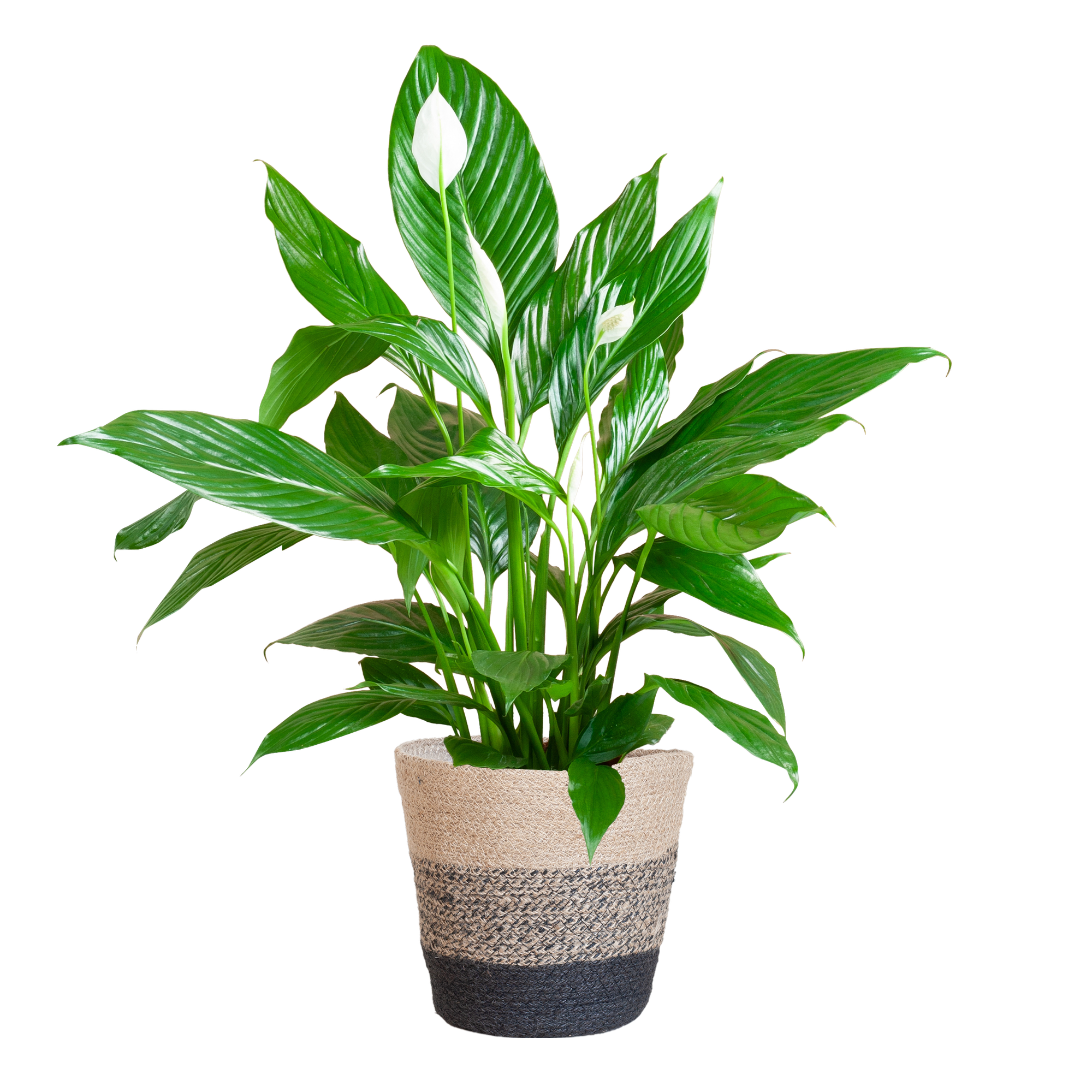 Spathiphyllum met Mand Lissabon zwart - 80cm - Ø21