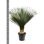 Yucca Rostrata - 140 - 160 cm - Ø50