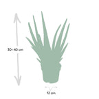 Aloe vera - Ø12cm - ↕40cm - Ø12 - ↨40cm