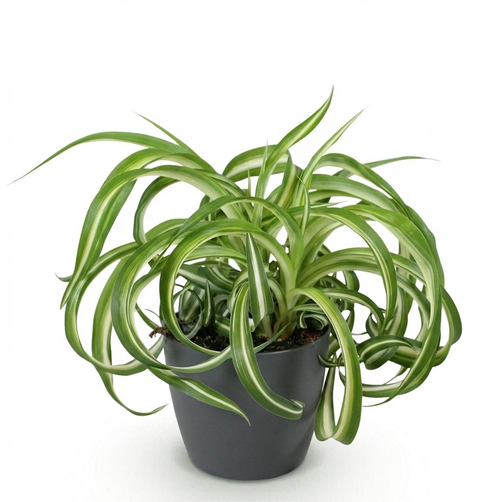 Green boutiQ - Kamerplant - Chlorophytum comosum Bonnie - Krullende Graslelie - Huisdiervriendelijke Plant - Groen - 1 Plant - met Potter Grijs - Pot 12cm - Hoogte 20cm