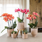Kolibri Orchids | COMBI DEAL van 4 oranje Phalaenopsis orchideeën - Bolzano - potmaat Ø9cm | bloeiende kamerplant - vers van de kweker