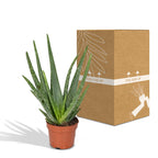 Aloe vera - Ø12cm - ↕40cm - Ø12 - ↨40cm