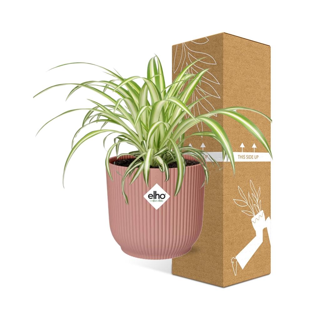 Chlorophytum Comosum Variegatum in ELHO Vibes Fold 14cm rosa