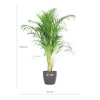 Areca Palm (Dypsis) mit Viber Grijs - 100cm - Ø21