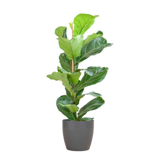 Ficus Lyrata met Viber pot grijs - 80cm - Ø21