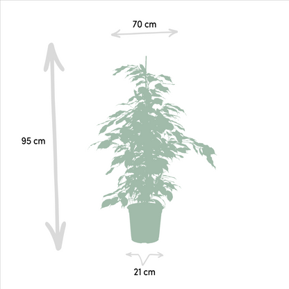 Ficus Benjamina Danielle – Ø21 cm – ↕95 cm + Ficus Benjamina Twilight – Ø21 cm – ↕95 cm + Ficus Microcarpa Moclame – Ø21 cm – ↕95 cm