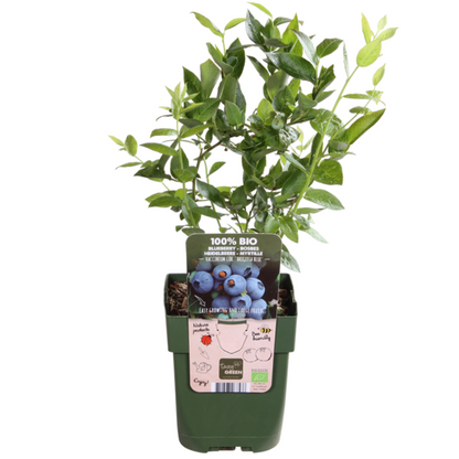 6 x Heidelbeerpflanzen BIO - Ø 13 cm - ↨ 20 cm