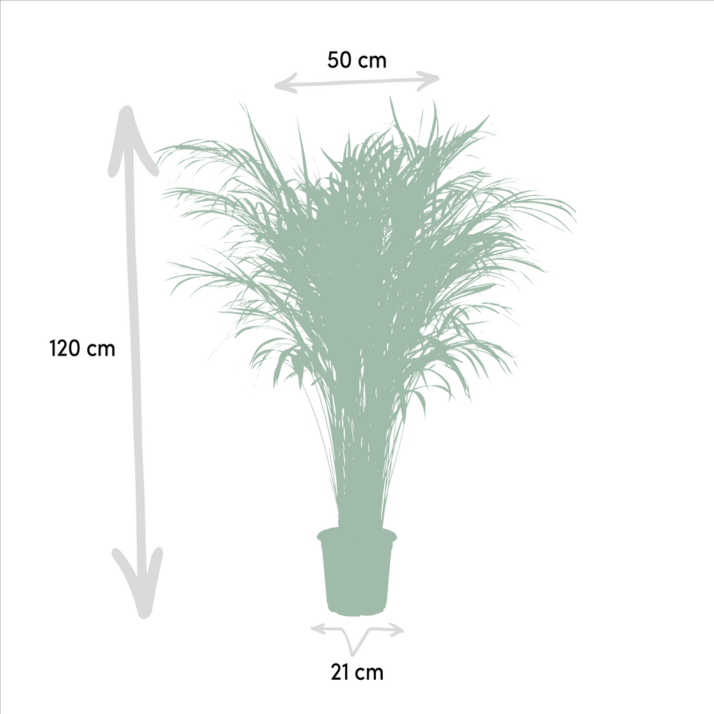 Areca palm - Ø21cm - ↕100cm