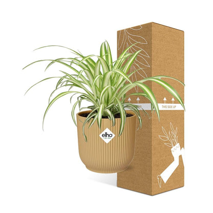 Chlorophytum Comosum Variegatum in ELHO Vibes Fold 14cm gelb