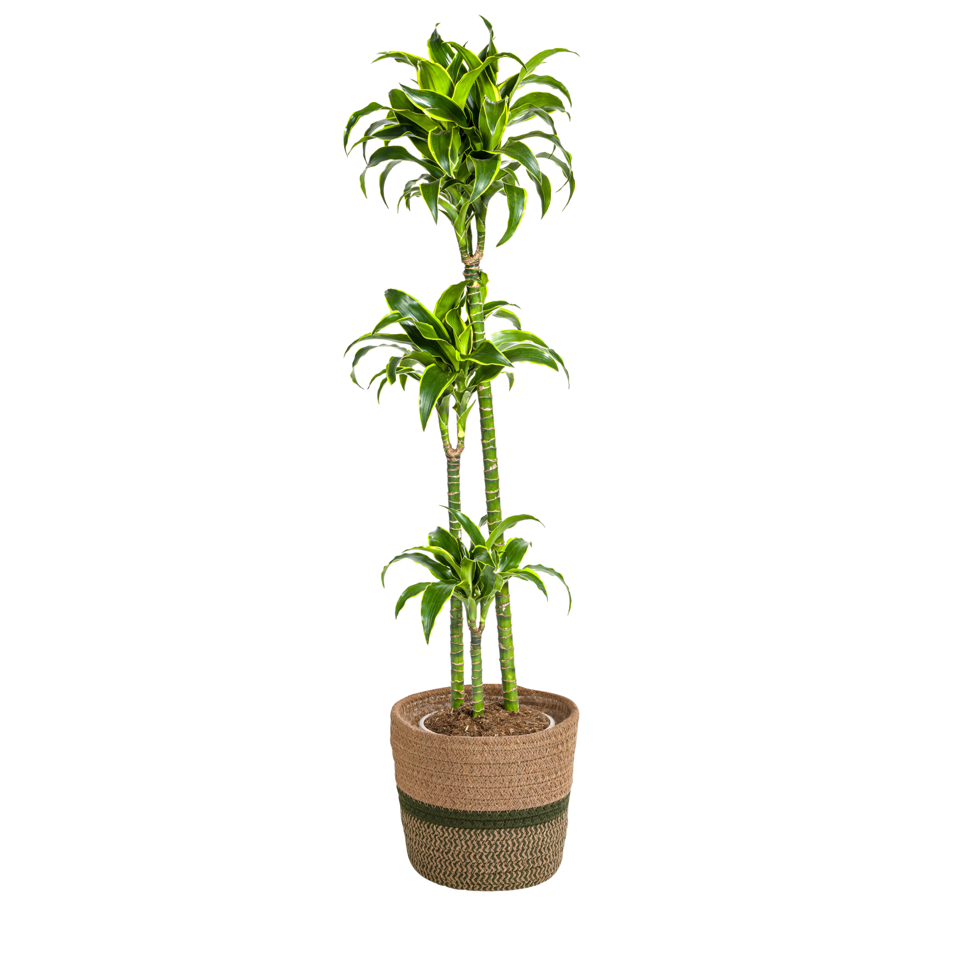 Dracaena Deremensis Dorado met mand Ø24cm - ↕120 - 140cm