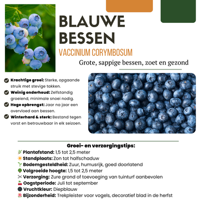 6 x Heidelbeerpflanzen BIO - Ø 13 cm - ↨ 20 cm