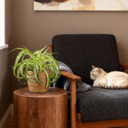 Green boutiQ - Kamerplant - Chlorophytum comosum Bonnie - Krullende Graslelie - Huisdiervriendelijke Plant - Groen - 1 Plant - met Mand - Pot 12cm - Hoogte 20cm