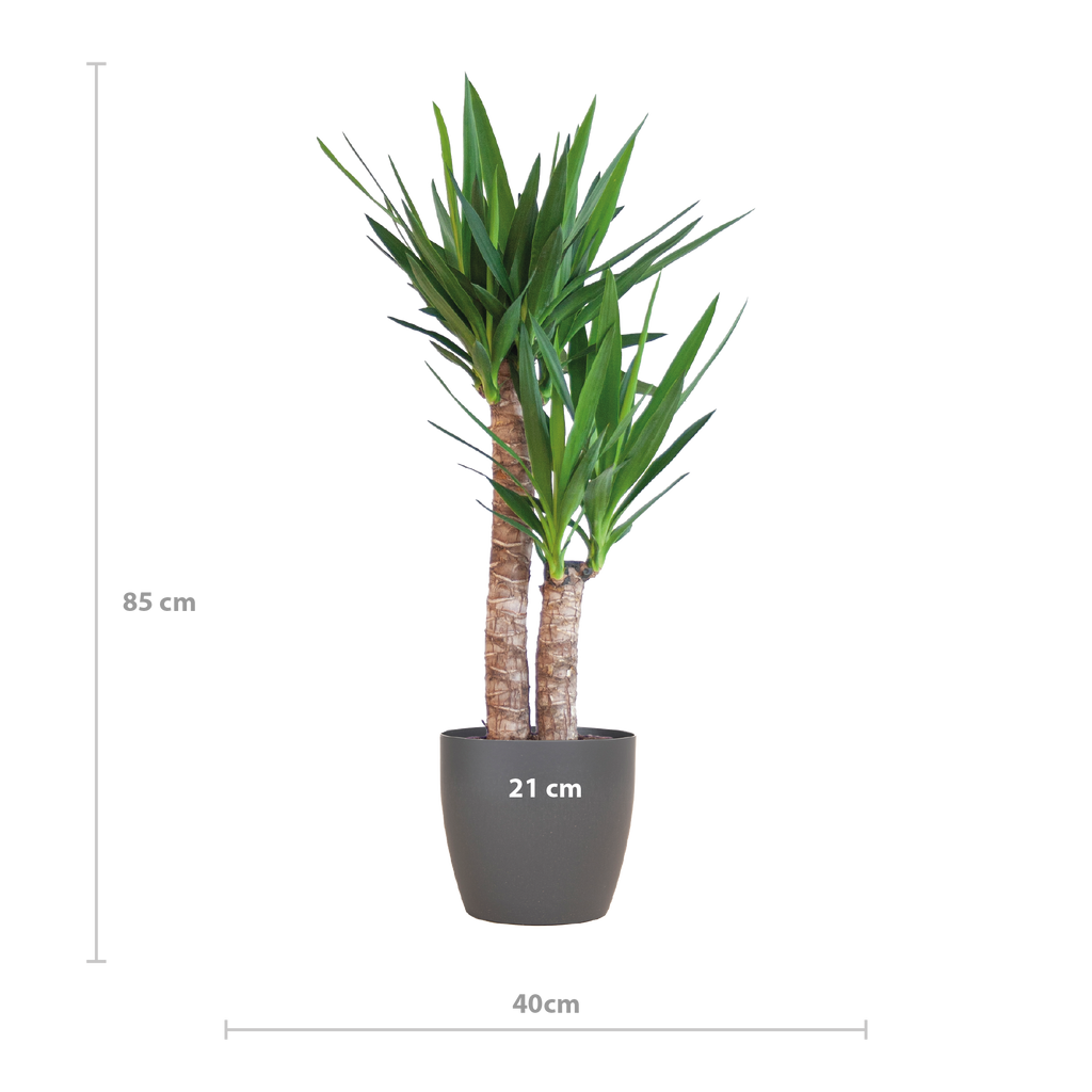 Yucca Elephantipes met Viber zwart - 90cm - Ø21
