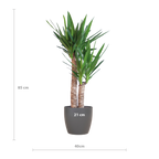 Yucca Elephantipes met Viber zwart - 90cm - Ø21