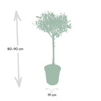 Olea - Ø19cm - ↕90cm