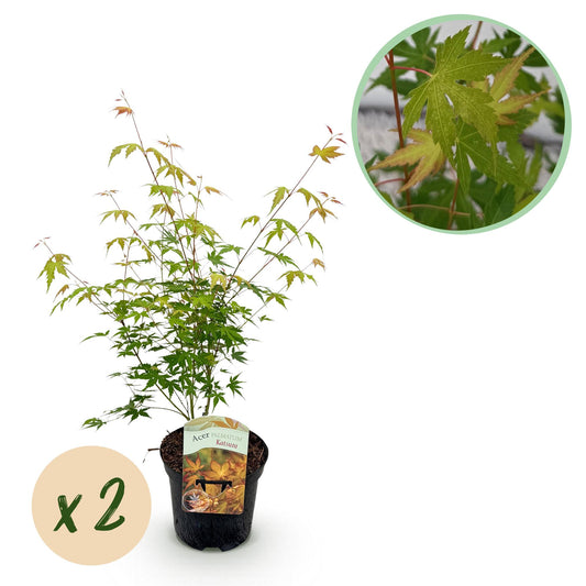 Green boutiQ - Terrasplant - Japanse Esdoorn - Acer palmatum Katsura - Oranje - 2 Planten - Bladverliezend - Pot 19cm Hoogte 70cm