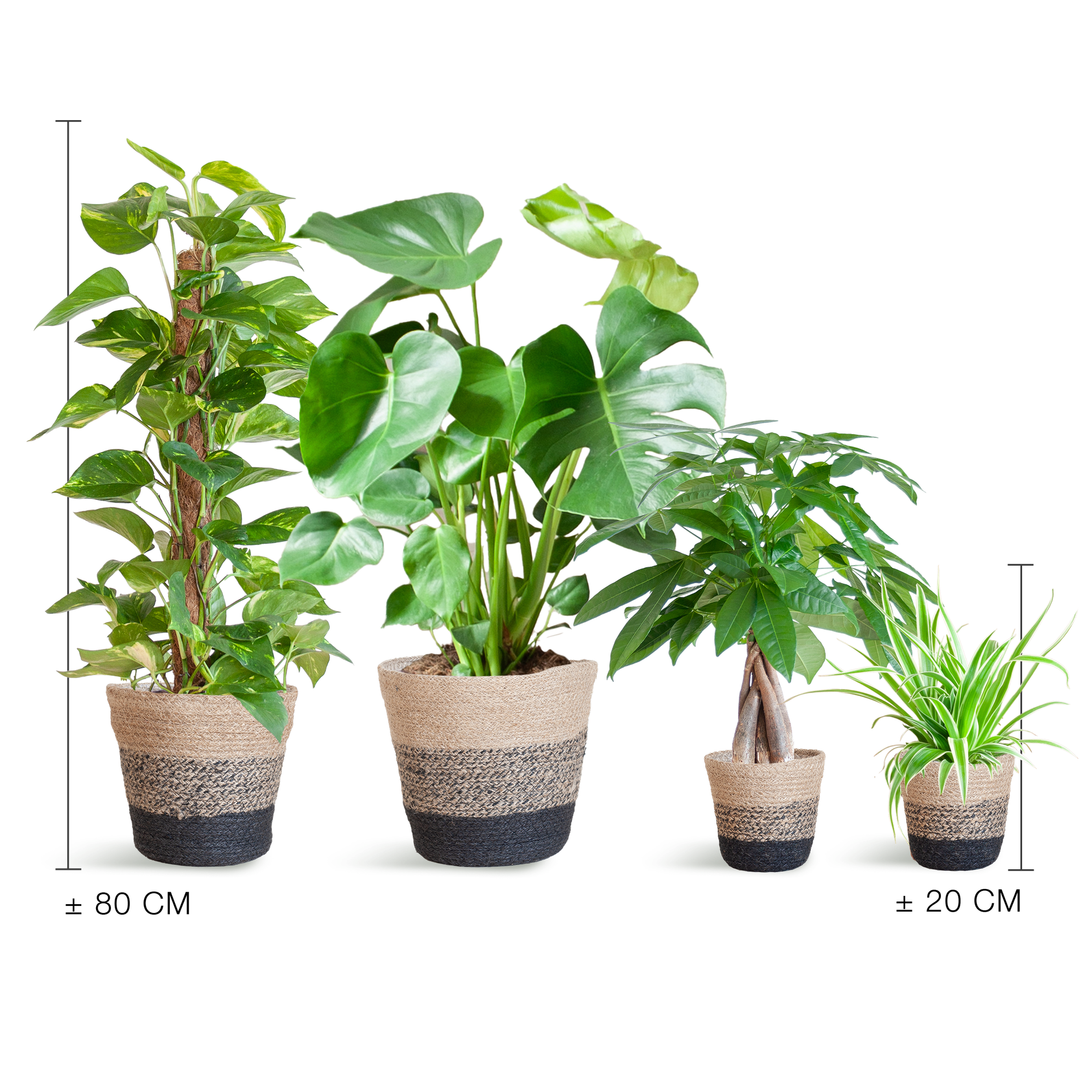 Easy care Plantenbox - medium - met Mand Lissabon zwart