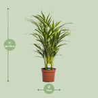 Dypsis Lutescens - Ø17cm - ↕65cm