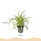 Green boutiQ - Kamerplant - Chlorophytum comosum Variegatum - Bonte Graslelie - Huisdiervriendelijke Plant - Groen - 1 Plant - met Potter Grijs - Pot 12cm - Hoogte 20cm