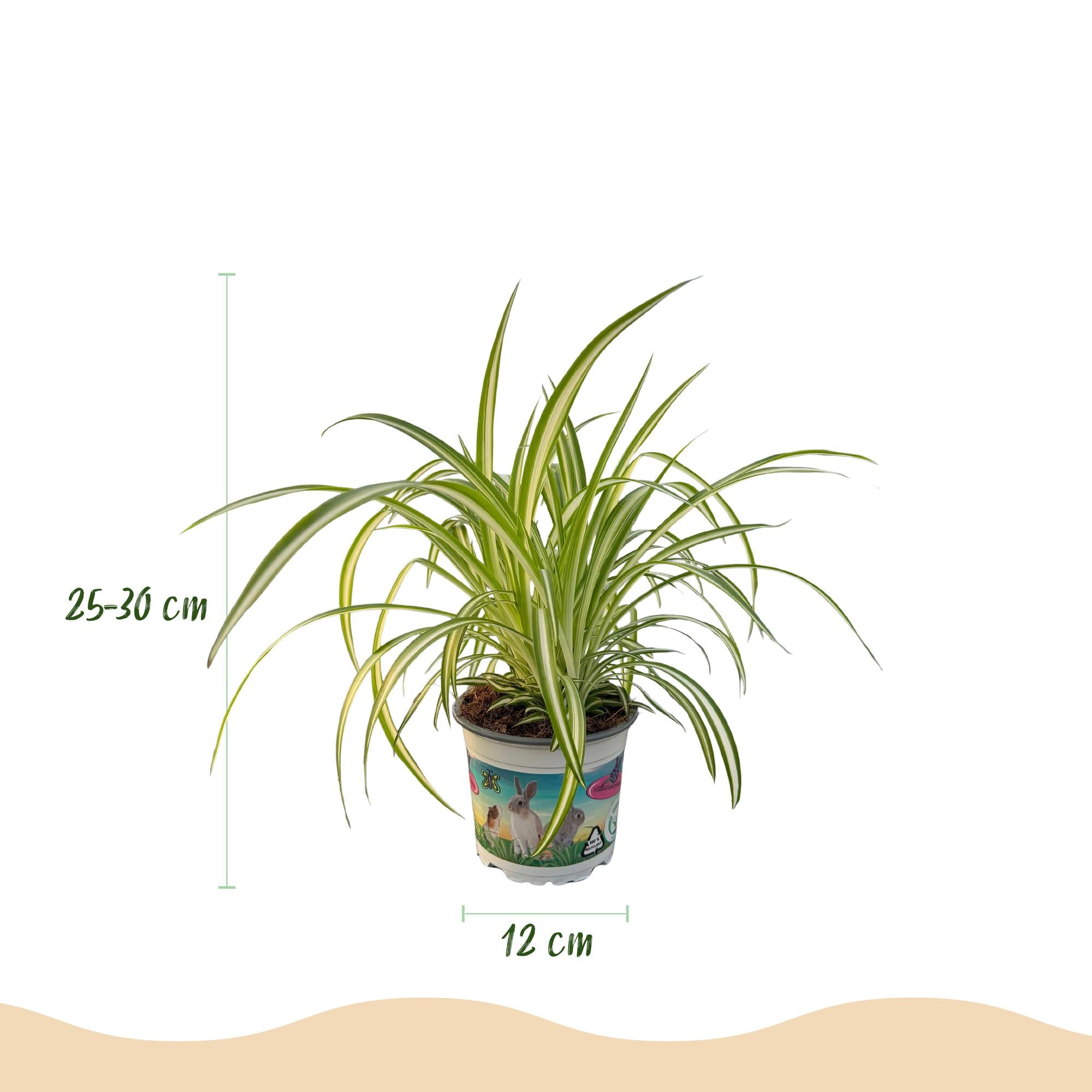 Green boutiQ - Kamerplant - Chlorophytum comosum Variegatum - Bonte Graslelie - Huisdiervriendelijke Plant - Groen - 1 Plant - met Potter Grijs - Pot 12cm - Hoogte 20cm