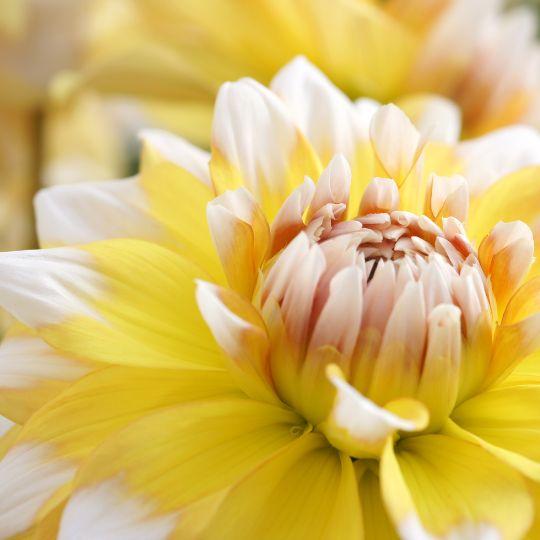 Flowerbulbs Amsterdam - Dahlia Seattle, Grootbloemige Uitstraling