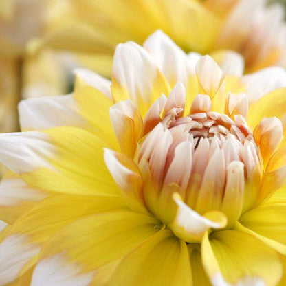 Flowerbulbs Amsterdam - Dahlia Seattle, Grootbloemige Uitstraling