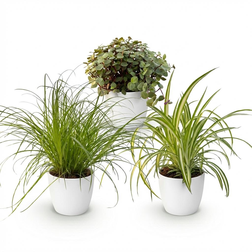 Green boutiQ - Kamerplant - Cyperus - Calissia - Chlorophytum - Mix van 3 - Huisdiervriendelijke Planten - Groen - 3 Planten - met Potter Wit - Pot 12cm - Hoogte 20cm