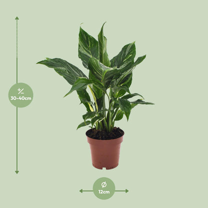 Spathiphyllum Diamant - Ø12cm - ↕40cm