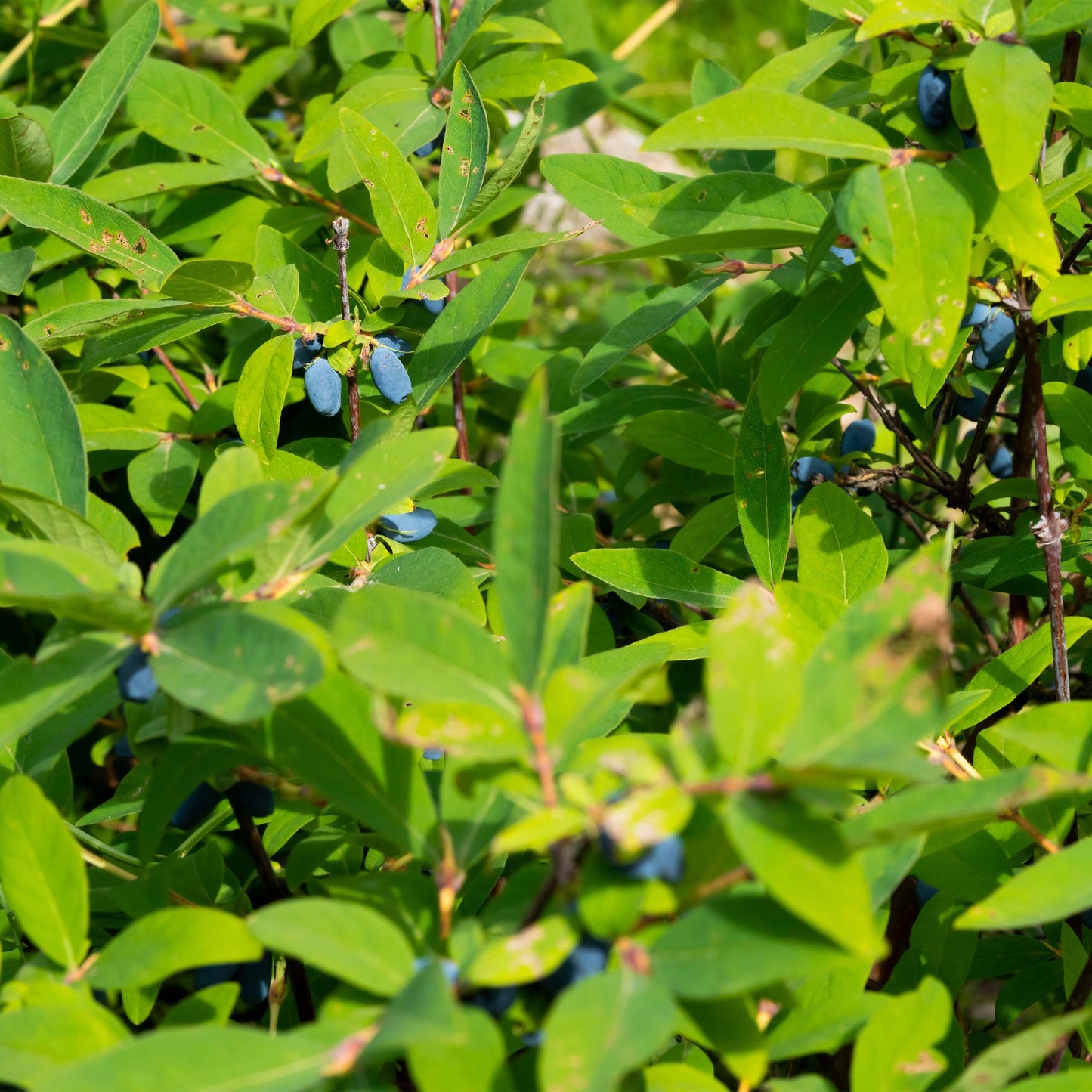 Green boutiQ - Obstpflanze - Honigbeere - Lonicera caerulea Kamchatika - Heidelbeere - 2 Pflanzen - Topf 15cm Höhe 50cm